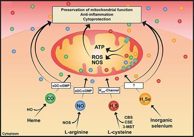 Gaseous Mediators and Mitochondrial Function: The Future of Pharmacologically Induced Suspended Animation?